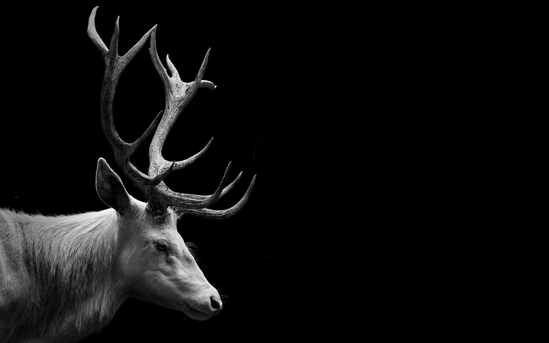 Deer Simulator 2018 (itch) Deer Simulator 2018 (itch)