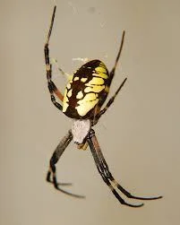 Grandmother Spider Steals the Sun (itch) Grandmother Spider Steals the Sun (itch)