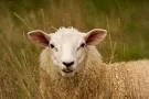 Рецензии Chasing Sheep VR (itch)