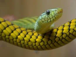 Snake Game (Nixu0101) (itch) Snake Game (Nixu0101) (itch)
