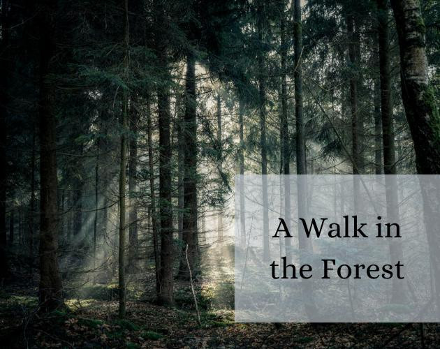 A Walk in the Forest (itch) A Walk in the Forest (itch)