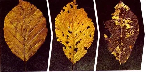 Decompose (itch) Decompose (itch)