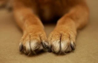 Рецензии Service Dog (itch)