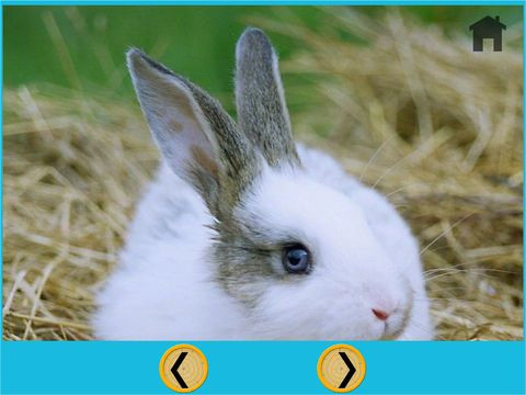 my kids and rabbits collection - free my kids and rabbits collection - free