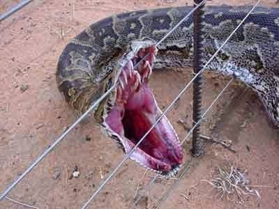 Рецензии Attack on Python (itch)