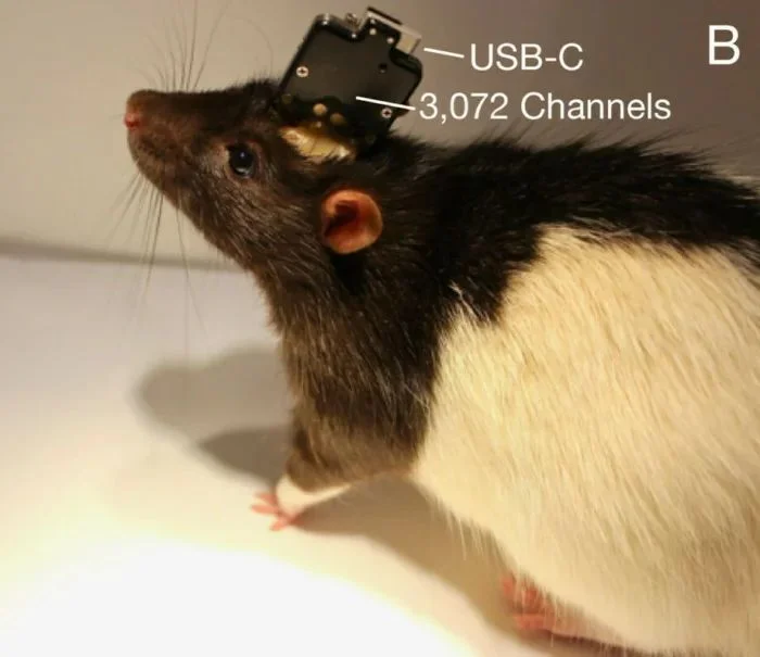 Компания Илона Маска показала ранний прототип нейроинтерфейса - фото 6
