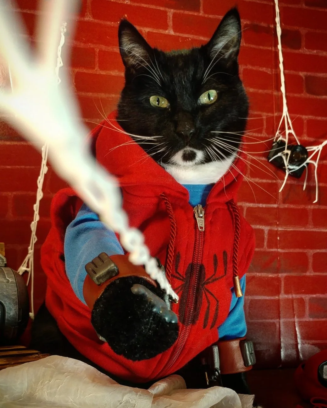 Что будет, если радиоактивный паук укусит кота? - фото 2