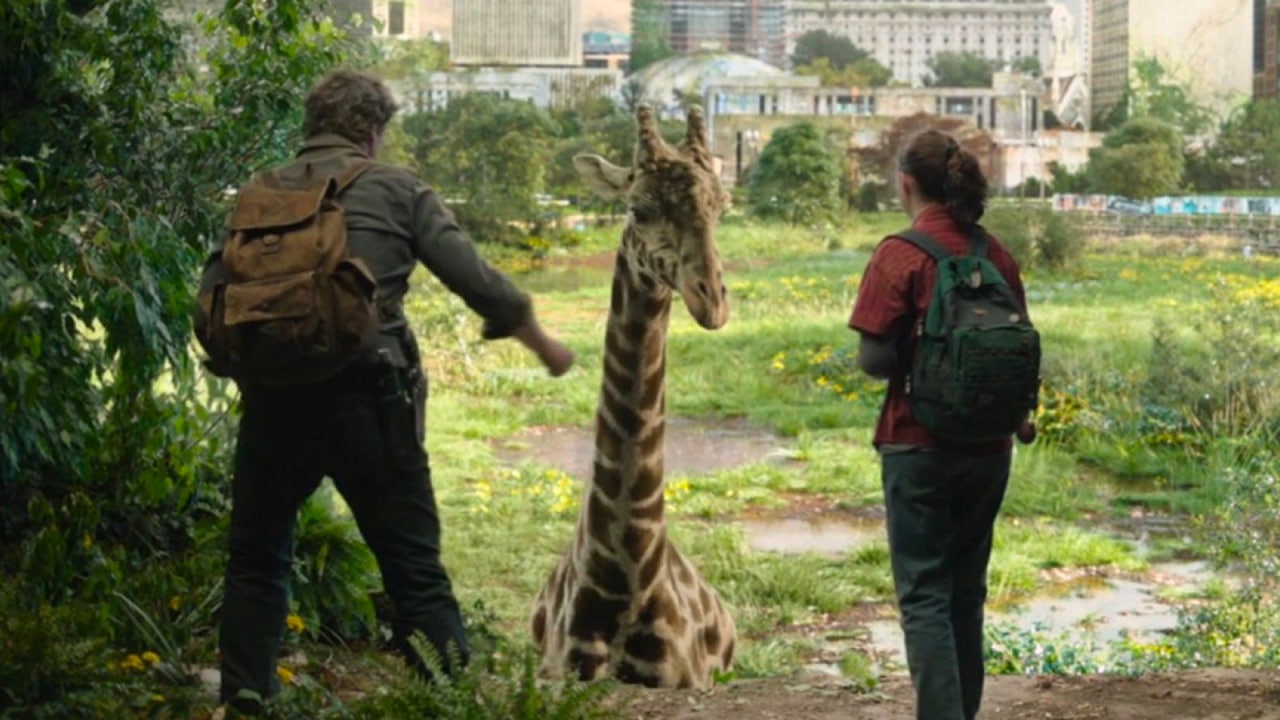 Для съёмок финала The Last of Us от HBO использовали настоящих жирафов - изображение обложка