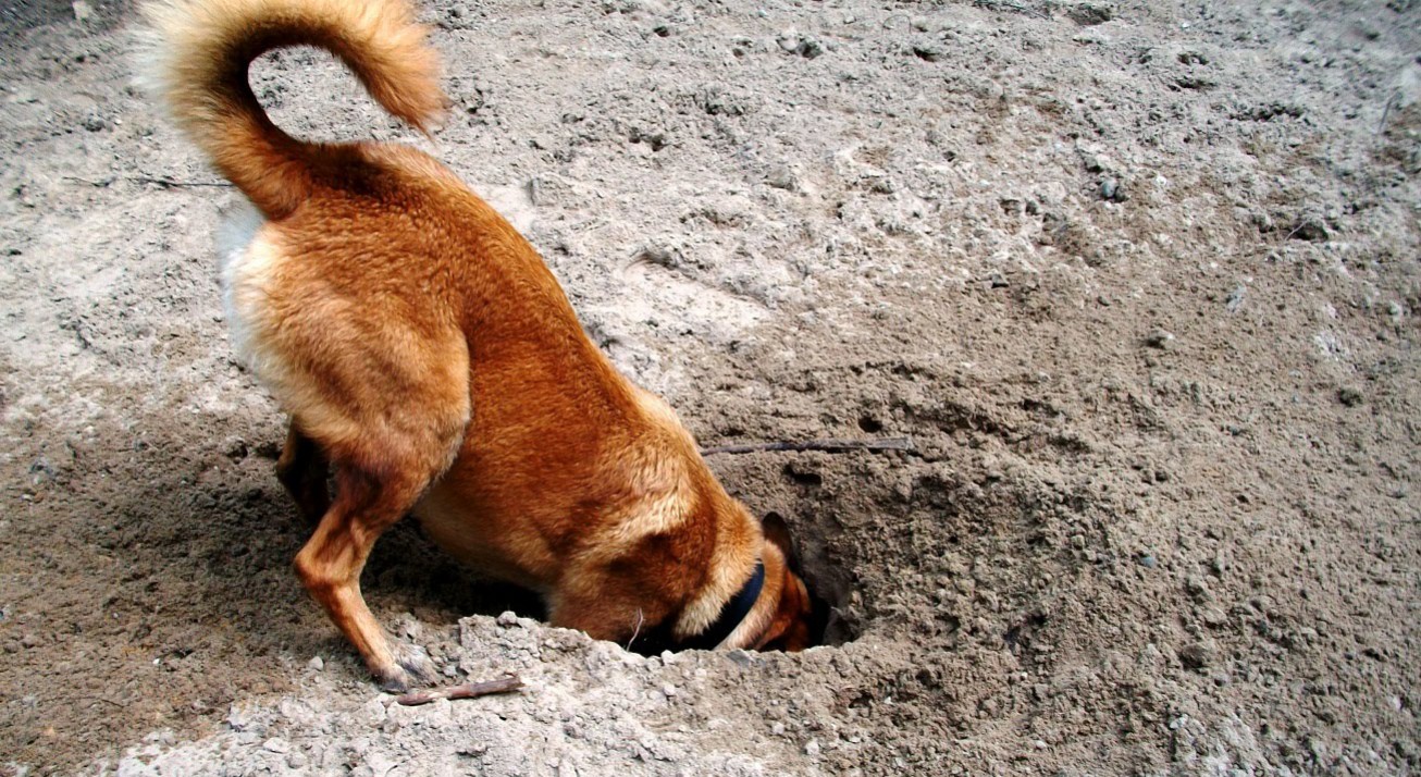 Поисковые запросы игроков - изображение обложка