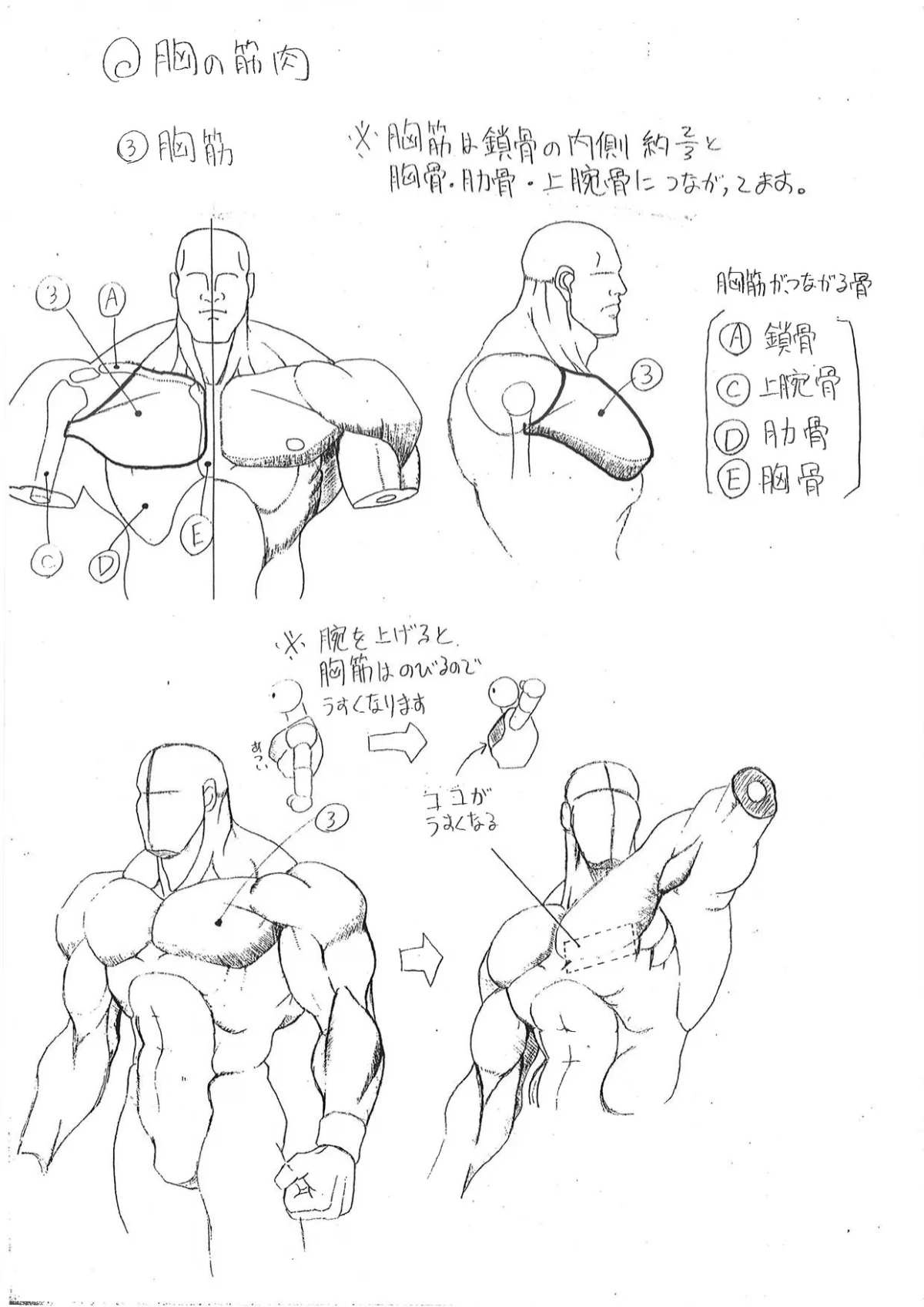 Capcom показала «шпаргалки» по анатомии для дизайнеров Street Fighter - фото 2