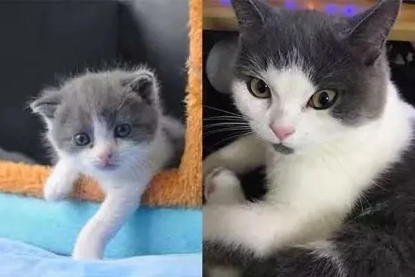 В Китае впервые клонировали кота - фото 1